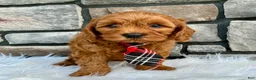 Cavapoo dogs for sale: Maverick - Ad 1