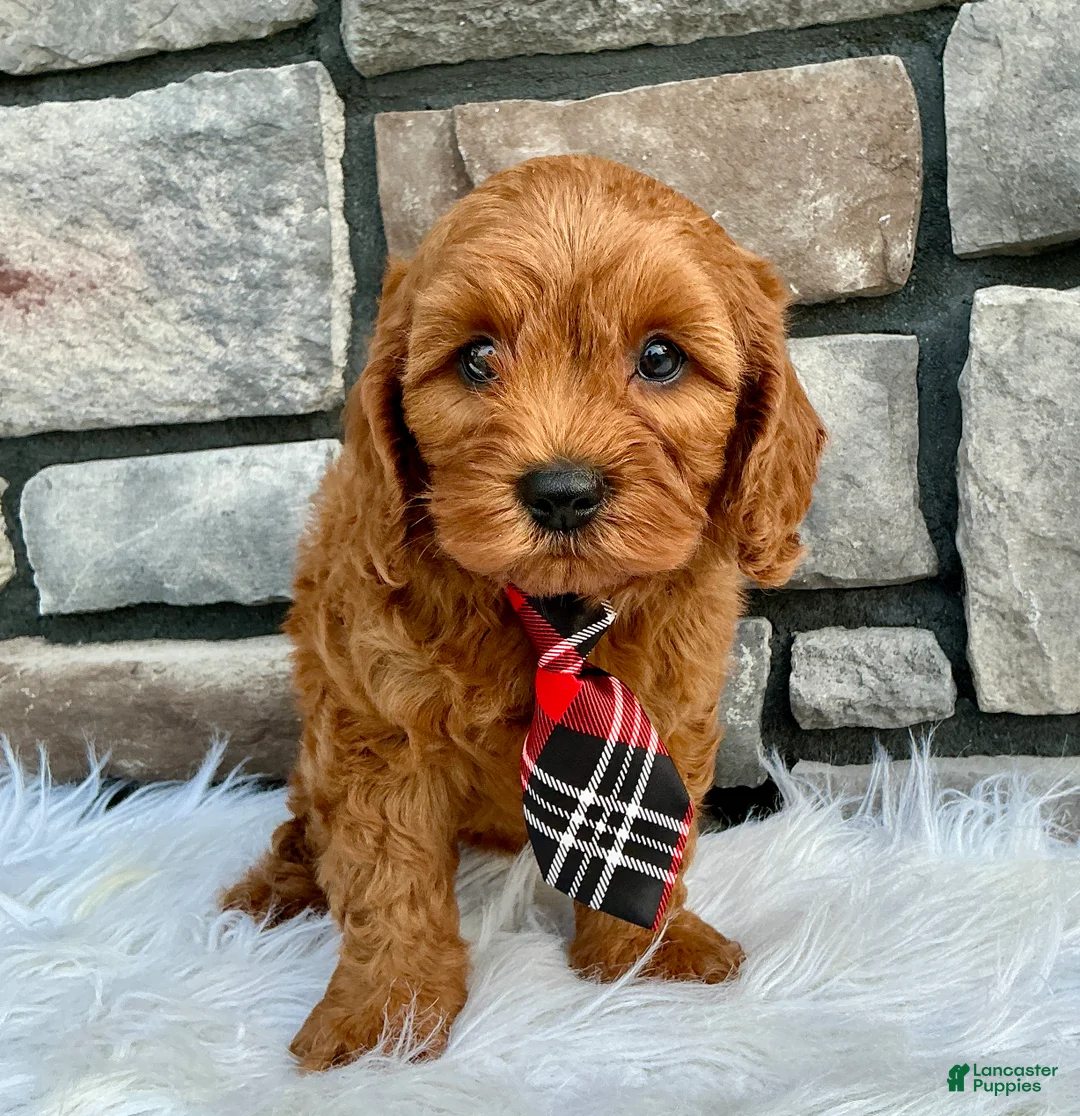 Cavapoo dogs for sale: Maverick - Ad 1