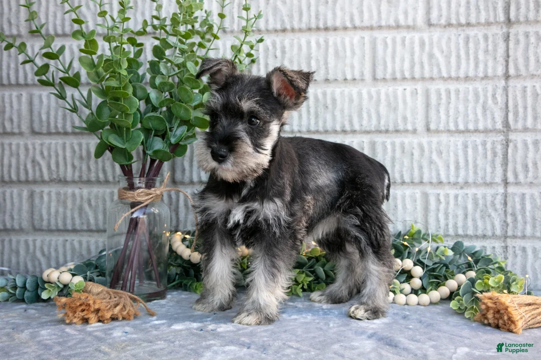 Miniature Schnauzer dogs for sale: Jill - Ad 3