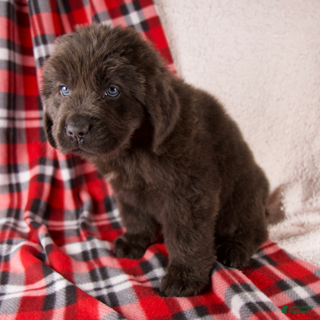 Newfoundland dogs for sale: Honey - Ad 3