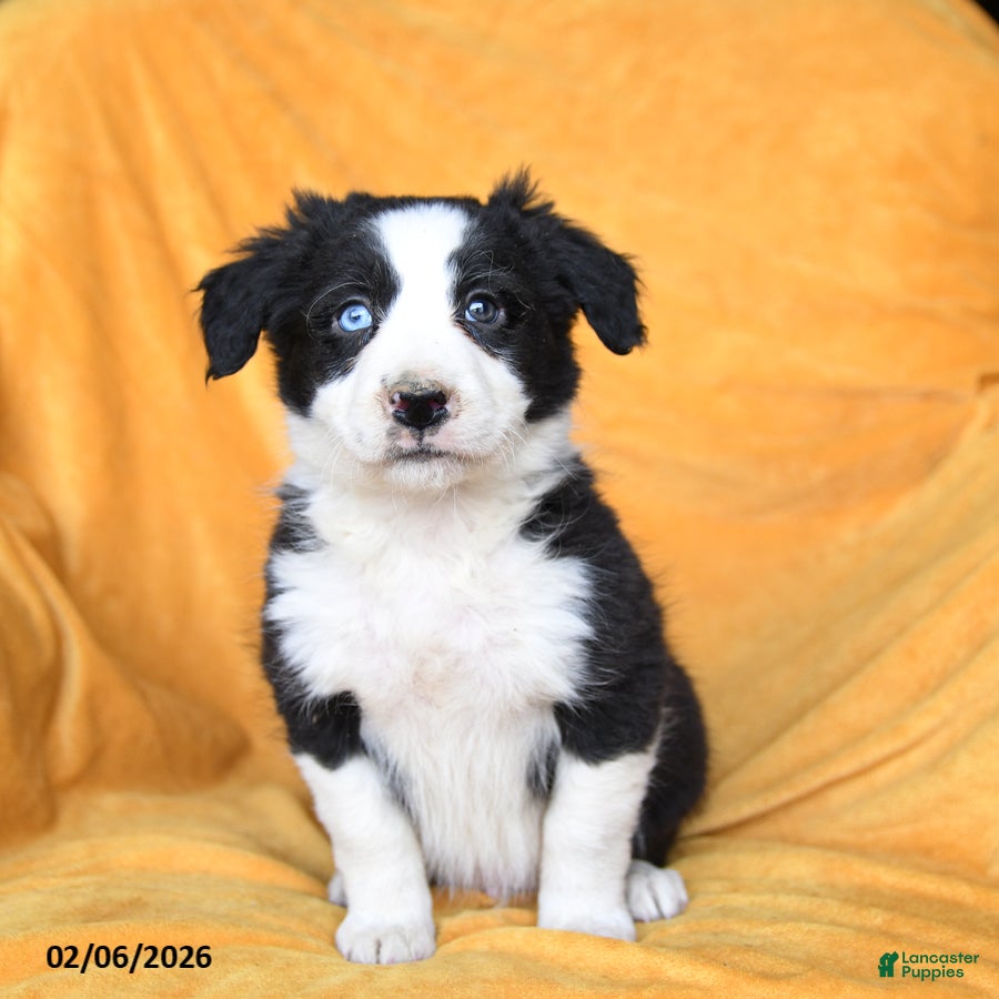 Border Collie dogs Wheat - Ad 31