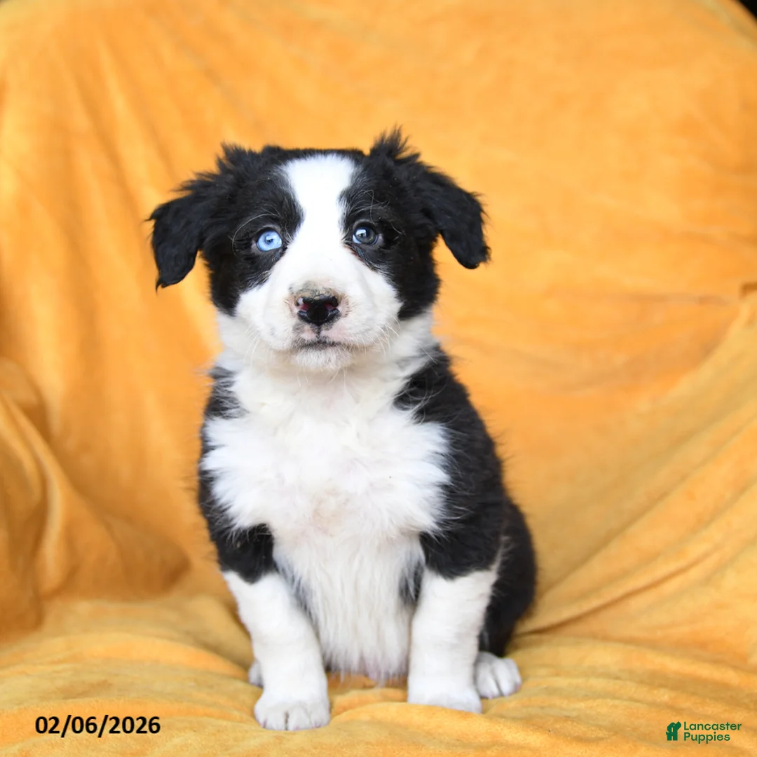 Border Collie dogs for sale: Wheat - Ad 1