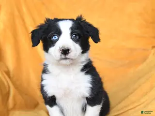 Border Collie dogs Wheat - Ad 29