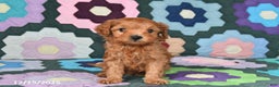 Mixed Breed dogs for sale: Jeff - Ad 3