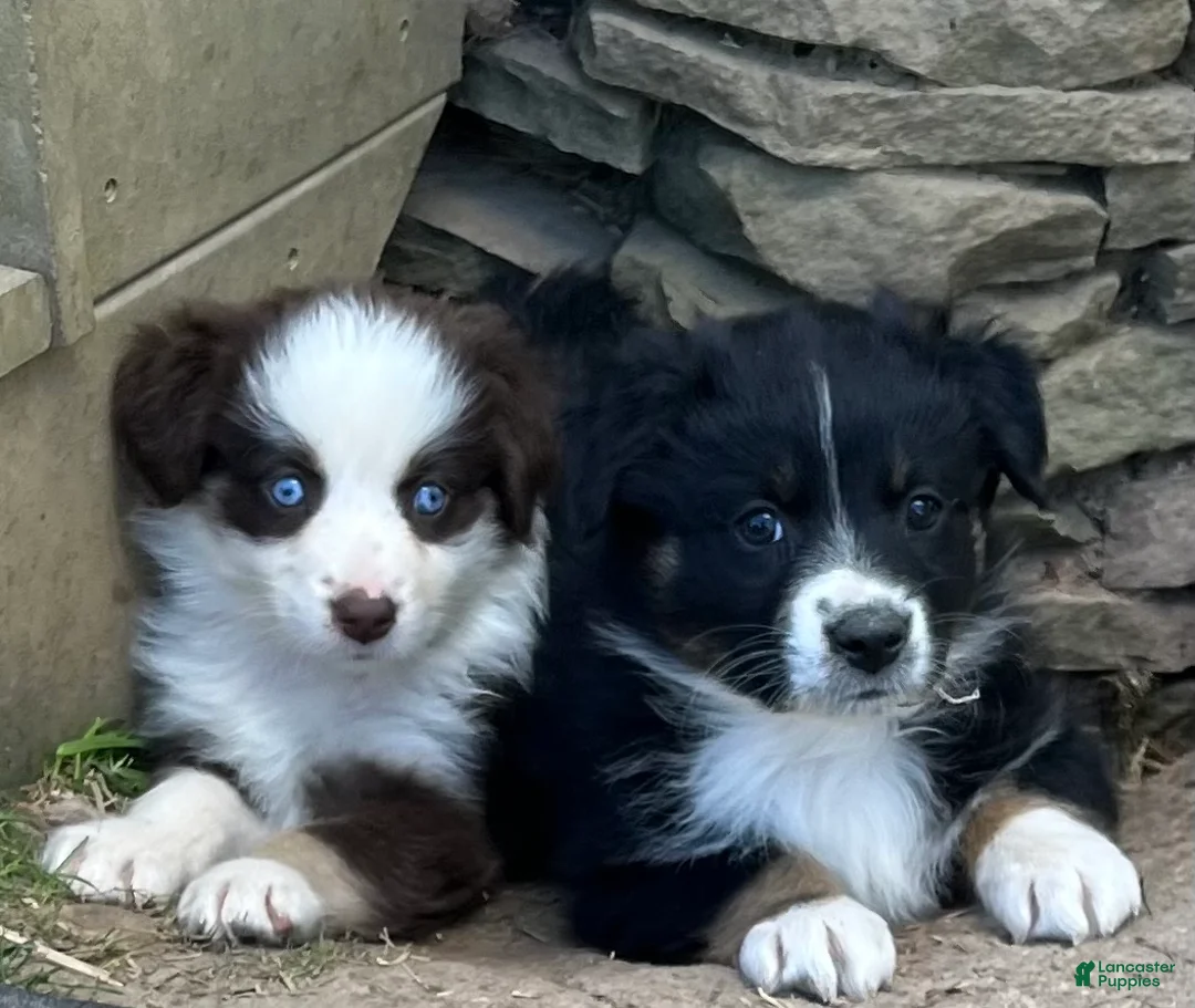 Australian Shepherd dogs for sale: Australian Shepherd Puppy 1 - Ad 1