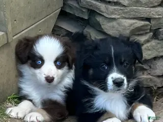 Australian Shepherd dogs Australian Shepherd Puppy 1 - Ad 30