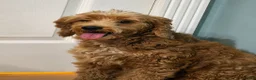 Mini Goldendoodle dogs for sale: Paislee - Ad 17