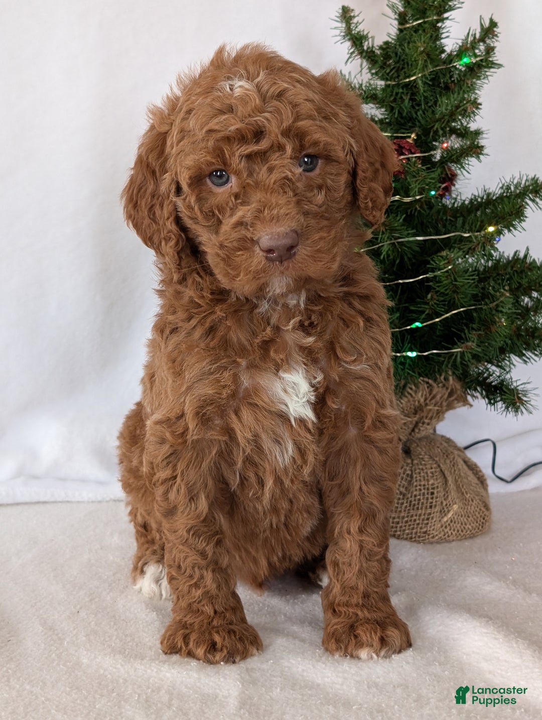 Goldendoodle dogs for sale: Porter  - Ad 18