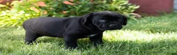 Cane Corso dogs for sale: Maple  - Ad 3