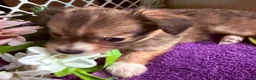 Mixed Breed dogs for sale: Mixed Breed 3 - Ad 5