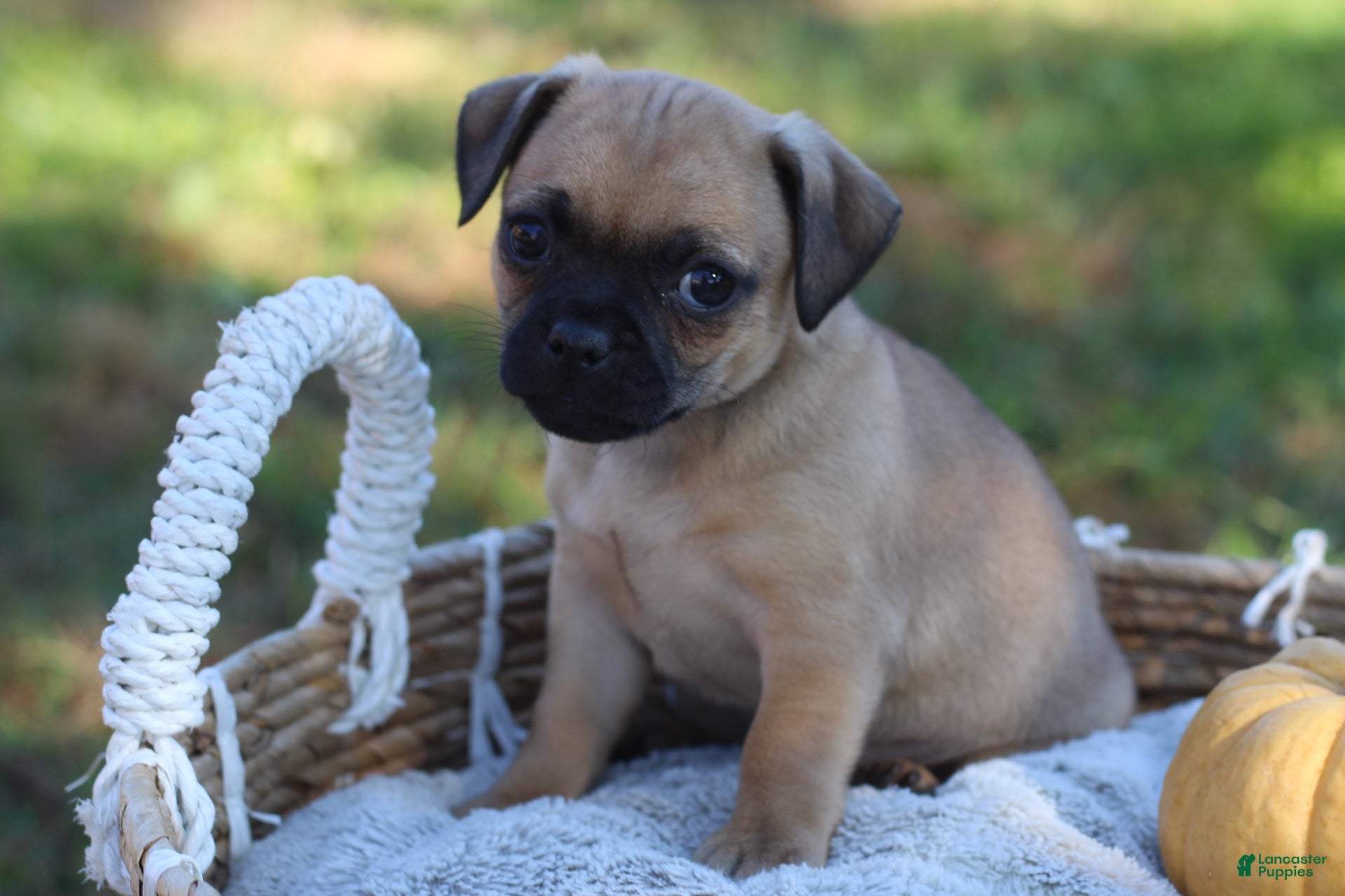 Jug dogs for sale: Daisy - Ad 1