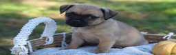 Jug dogs for sale: Daisy - Ad 1