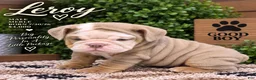 English Bulldog dogs for sale: Leroy - Ad 3
