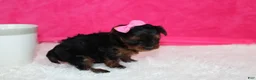 Yorkiepoo dogs for sale: Ella  - Ad 6