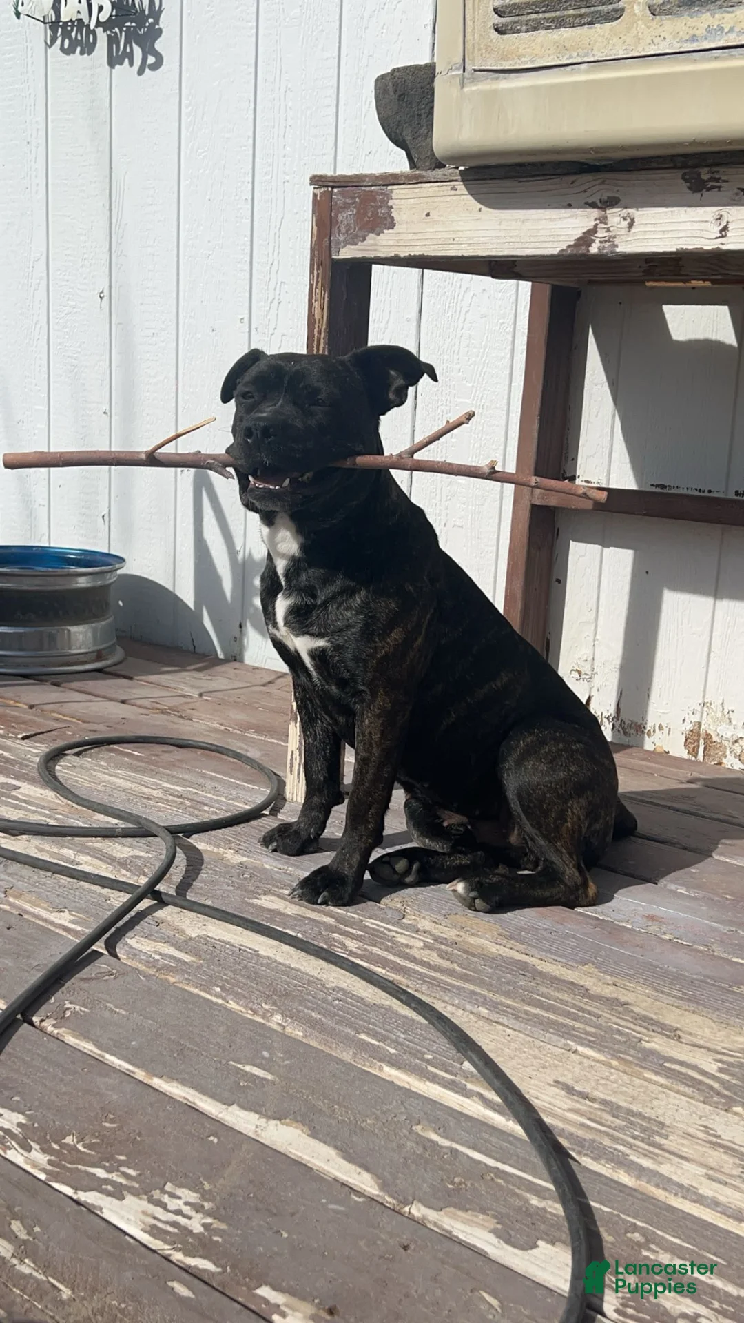 Mixed Breed dogs for sale: Mixed Breed Puppy 5 - Ad 2