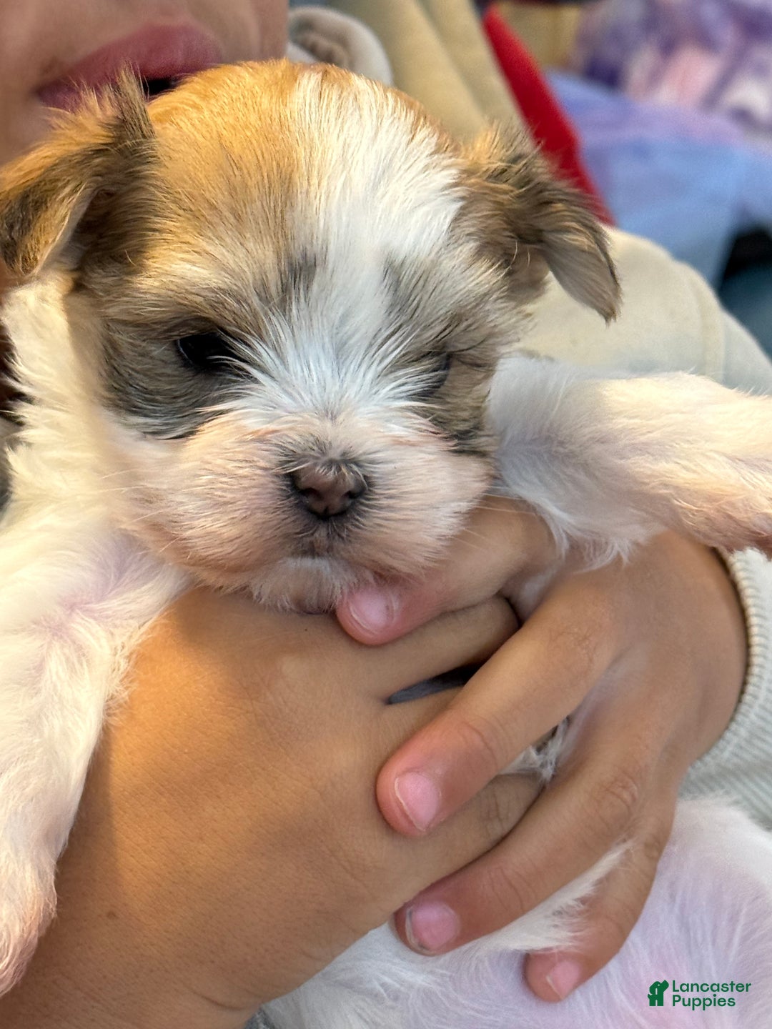 Morkie dogs for sale: TEACUP JOY  - Ad 13