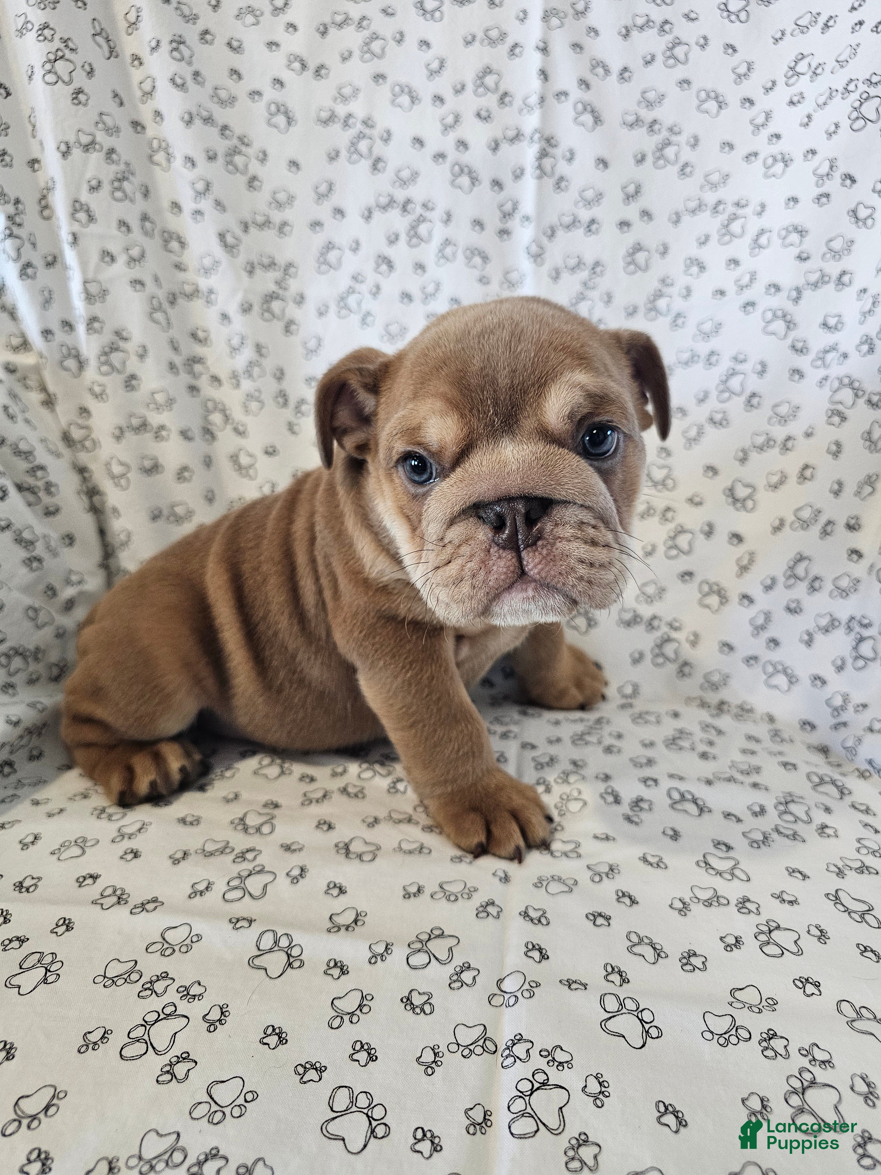English Bulldog dogs for sale: English Bulldog 1 - Ad 1