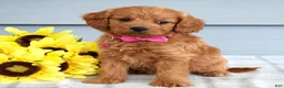 Cavapoo dogs for sale: Cora - Ad 7