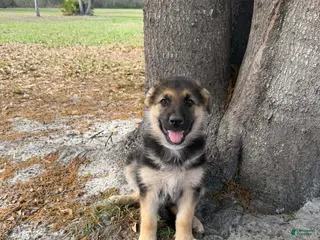 German Shepherd dogs Moana - Ad 27