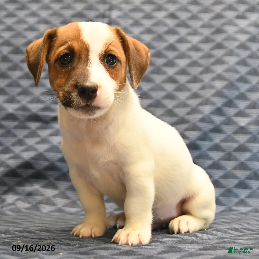 Jack Russell Terrier dogs for sale: Rambo - Ad 2
