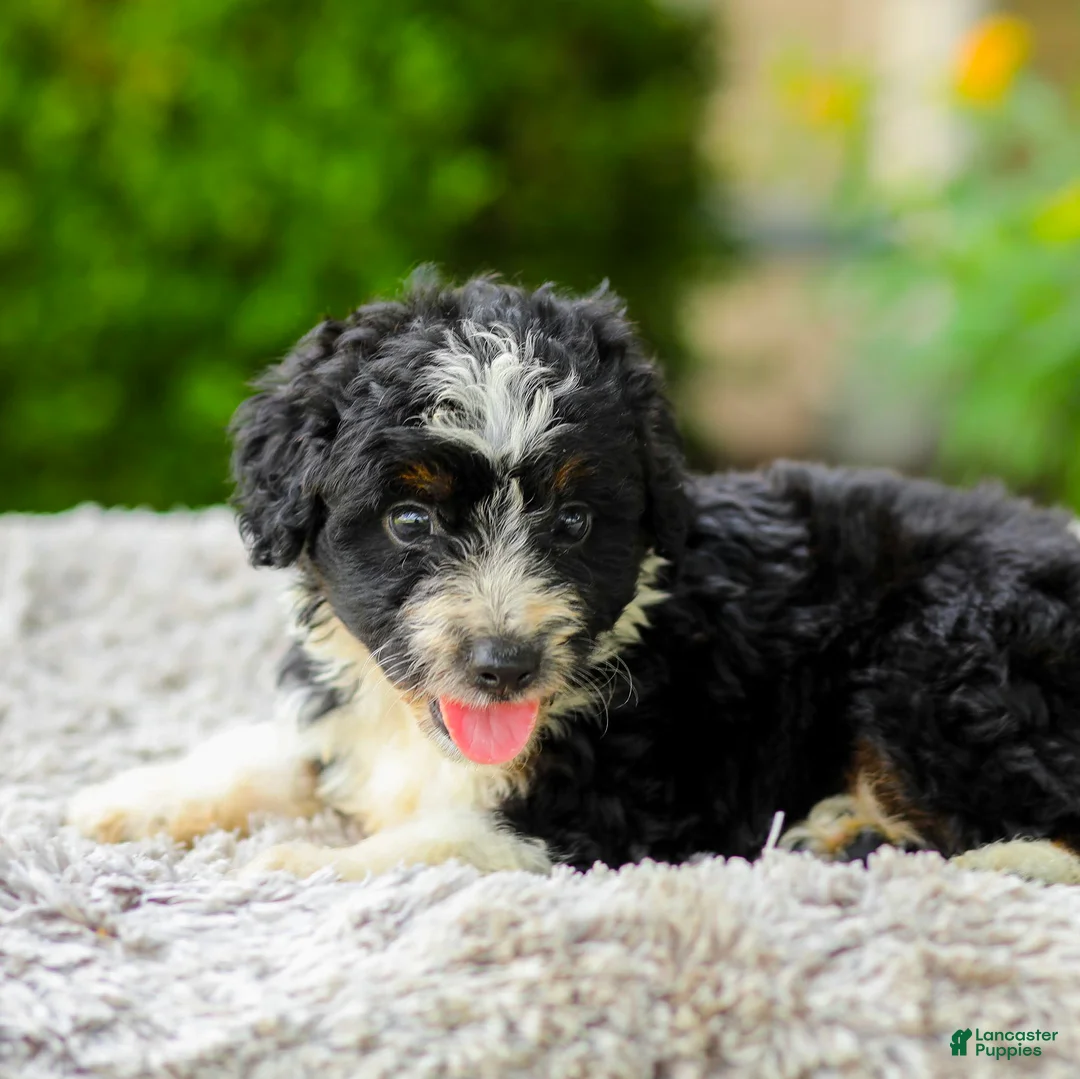 Mini Aussiedoodle dogs for sale: Archie - Ad 2