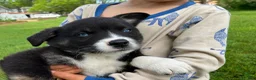 Mixed Breed dogs for sale: Buster Bear - Ad 11