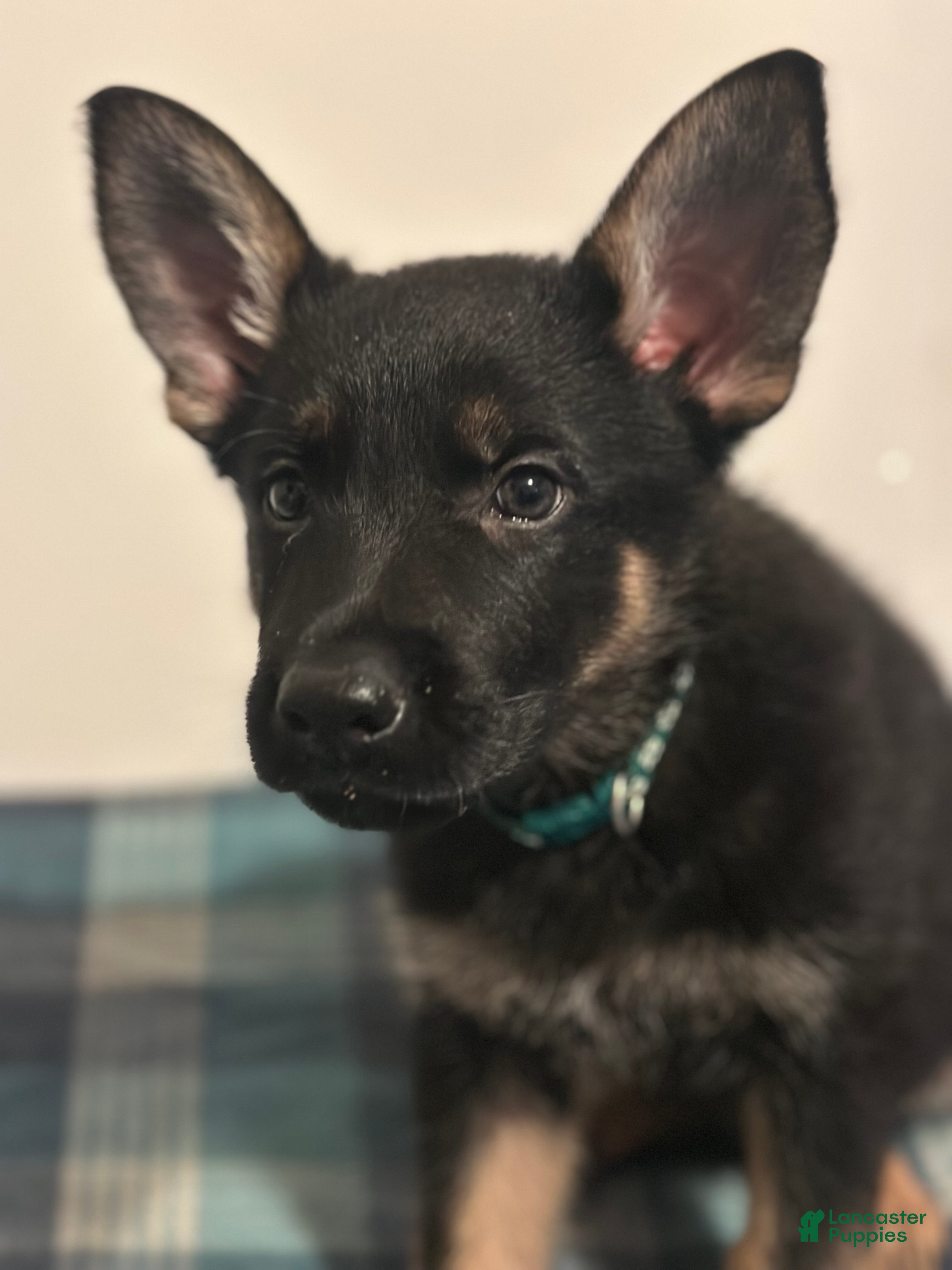 German Shepherd dogs Gabe - Ad 5