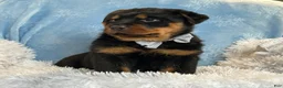 Rottweiler dogs for sale: Skye - Ad 7
