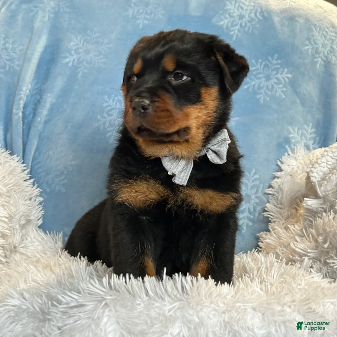Rottweiler dogs for sale: Skye - Ad 7