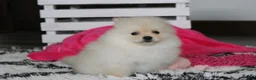 Pomeranian dogs for sale: Raine - Ad 7