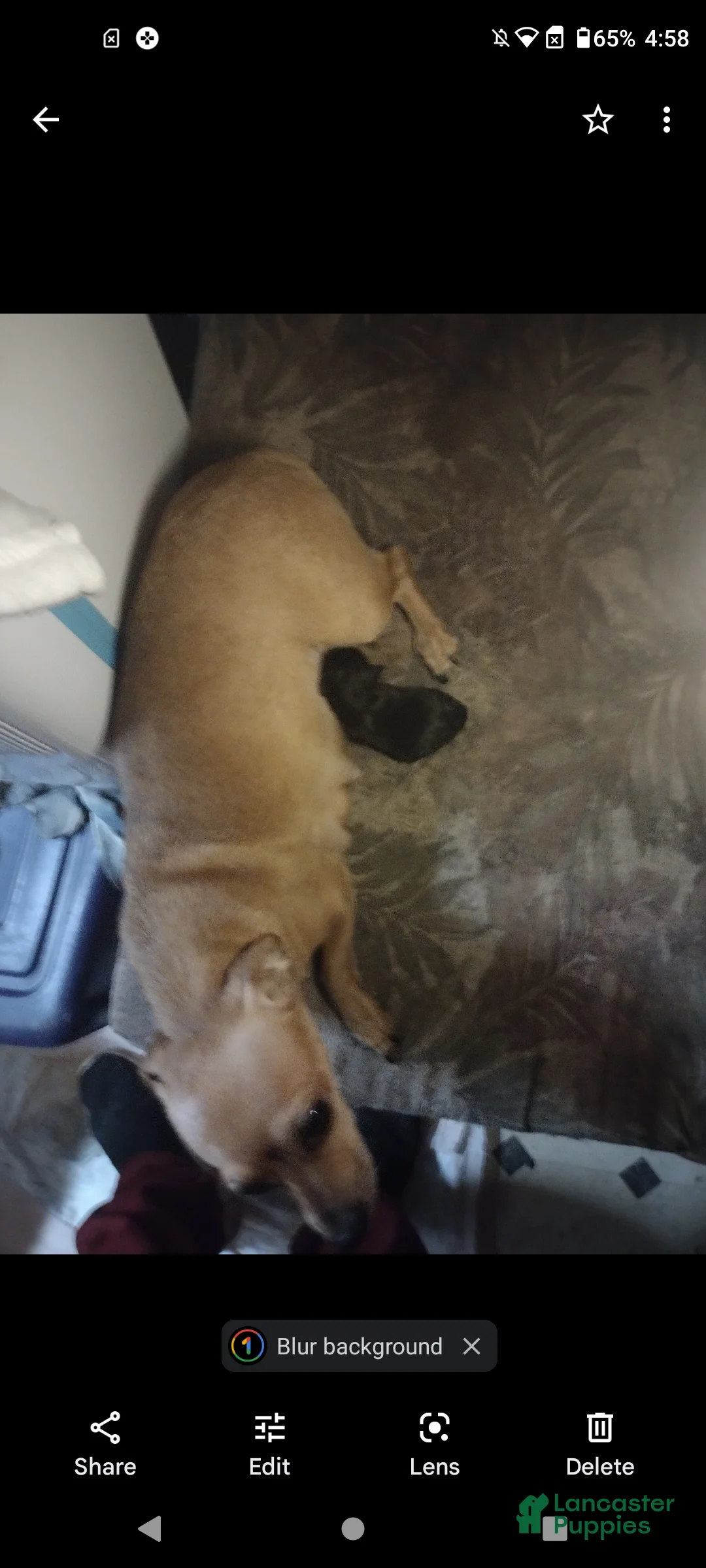 Chorkie dogs for sale:  Puppy 1 - Ad 2