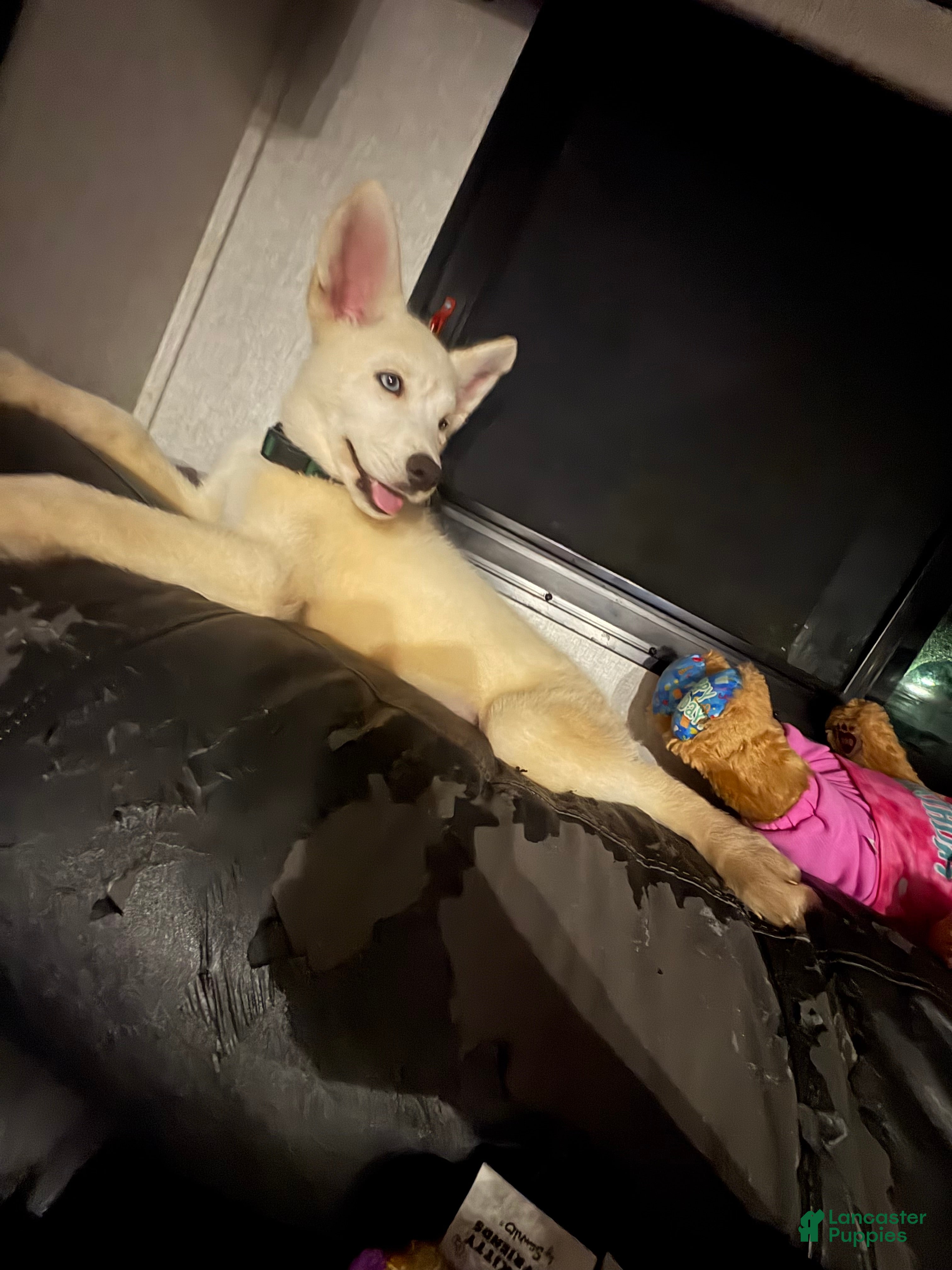 Siberian Husky dogs Siberian Husky Puppy 1 - Ad 1