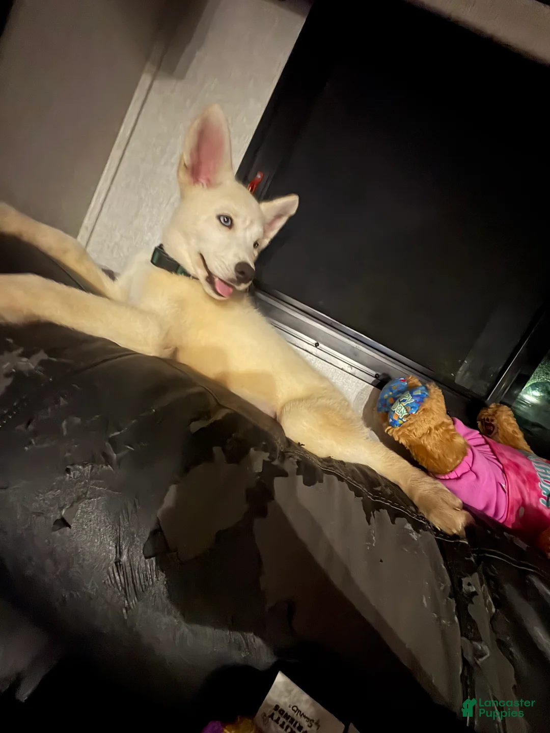 Siberian Husky dogs for sale: Siberian Husky Puppy 1 - Ad 1