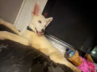 Siberian Husky dogs Siberian Husky Puppy 1 - Ad 1