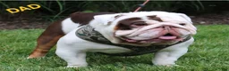 English Bulldog dogs for sale: Winter  - Ad 8