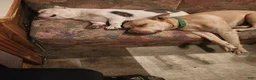 Mixed Breed dogs for sale: Mixed Breed 2 - Ad 7