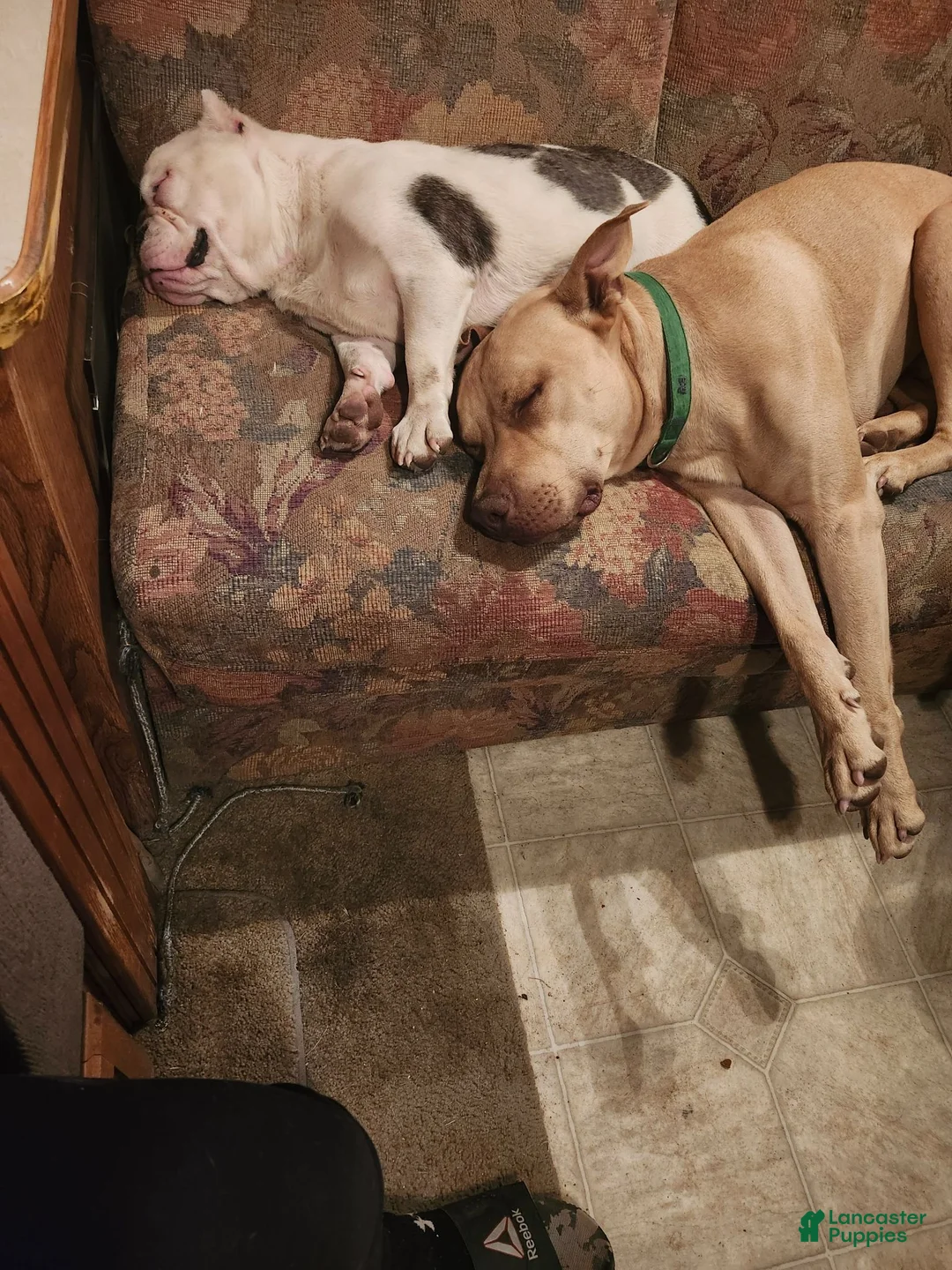 Mixed Breed dogs for sale: Mixed Breed 3 - Ad 3