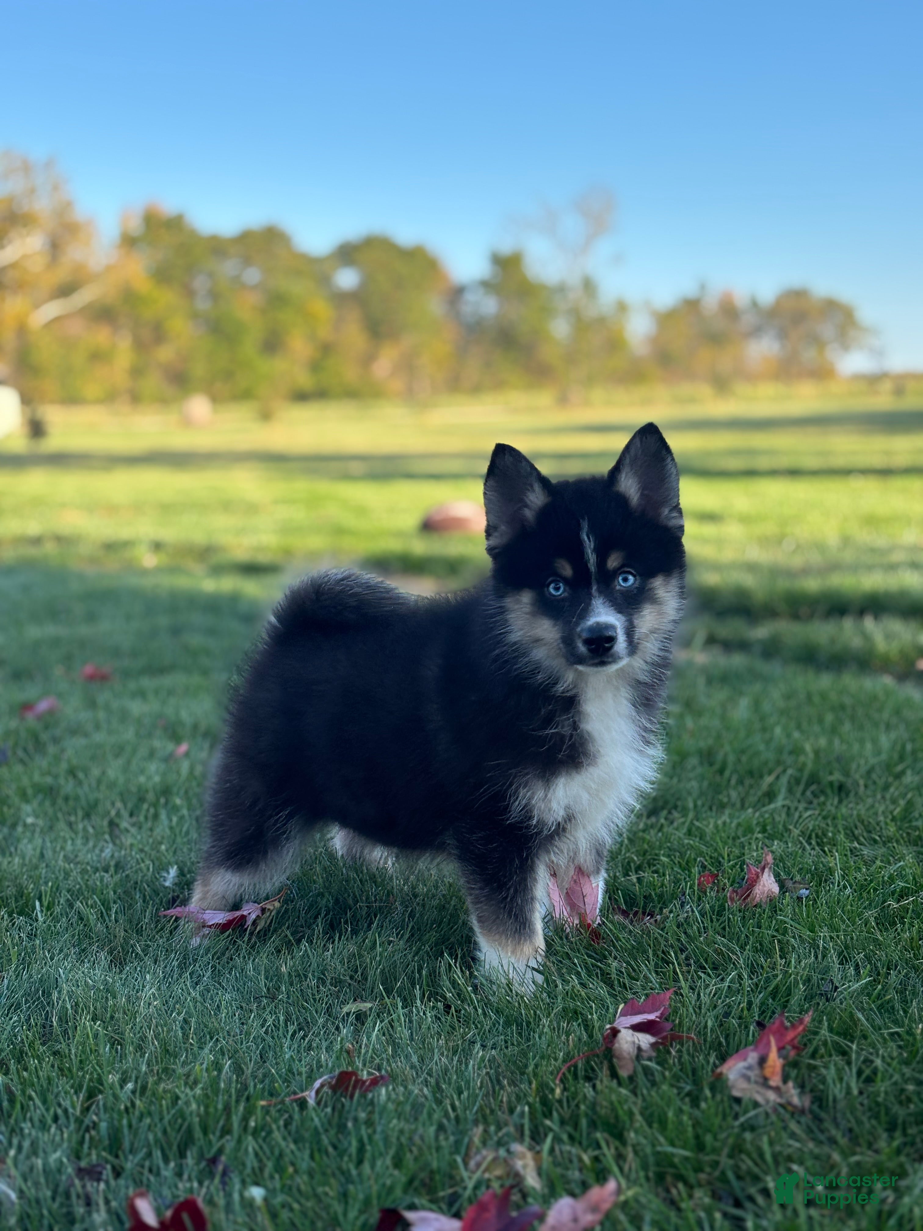 Pomsky dogs for sale: Silas - Ad 1