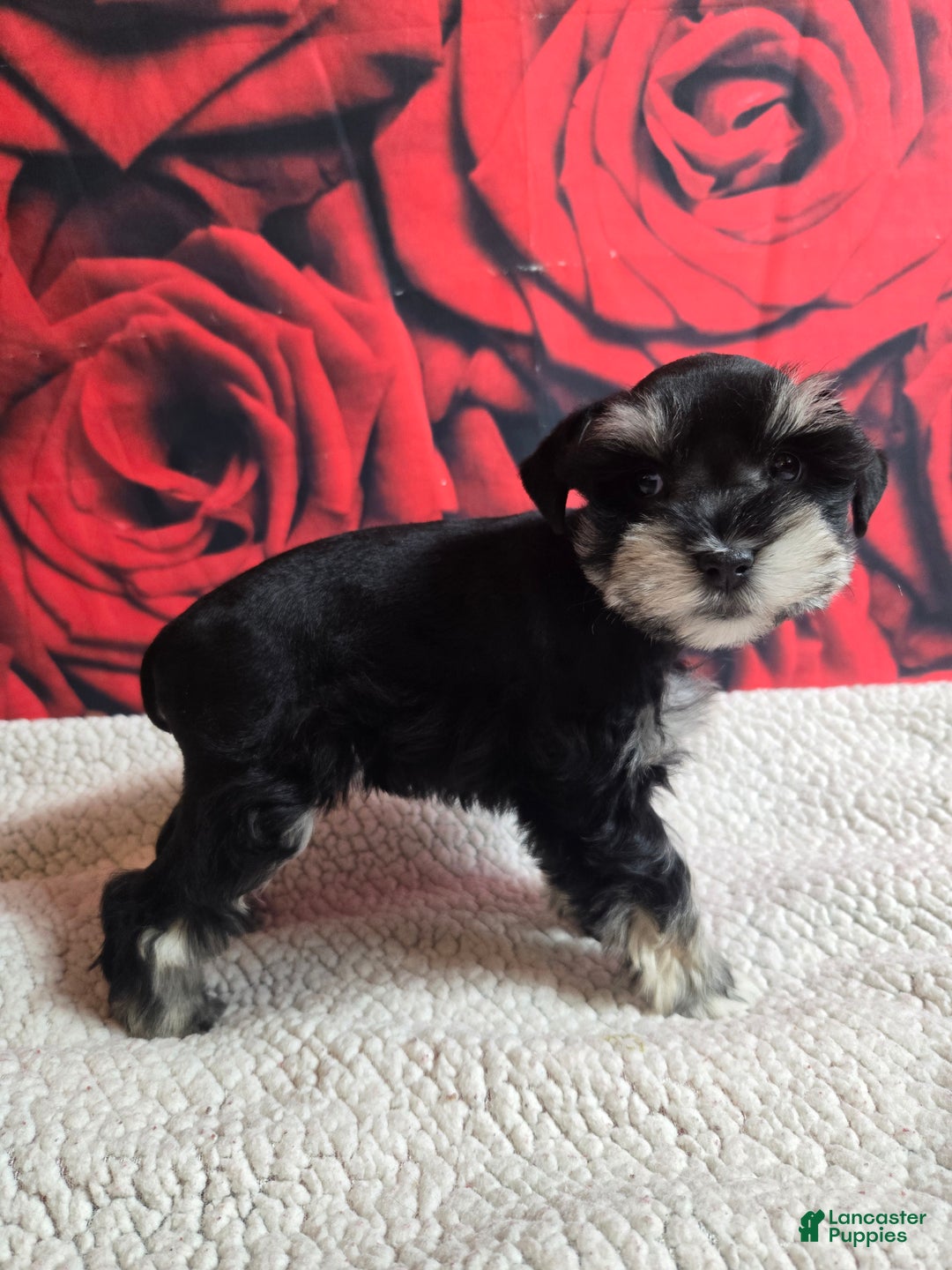 Miniature Schnauzer dogs for sale: Mrs. Claus - Ad 3