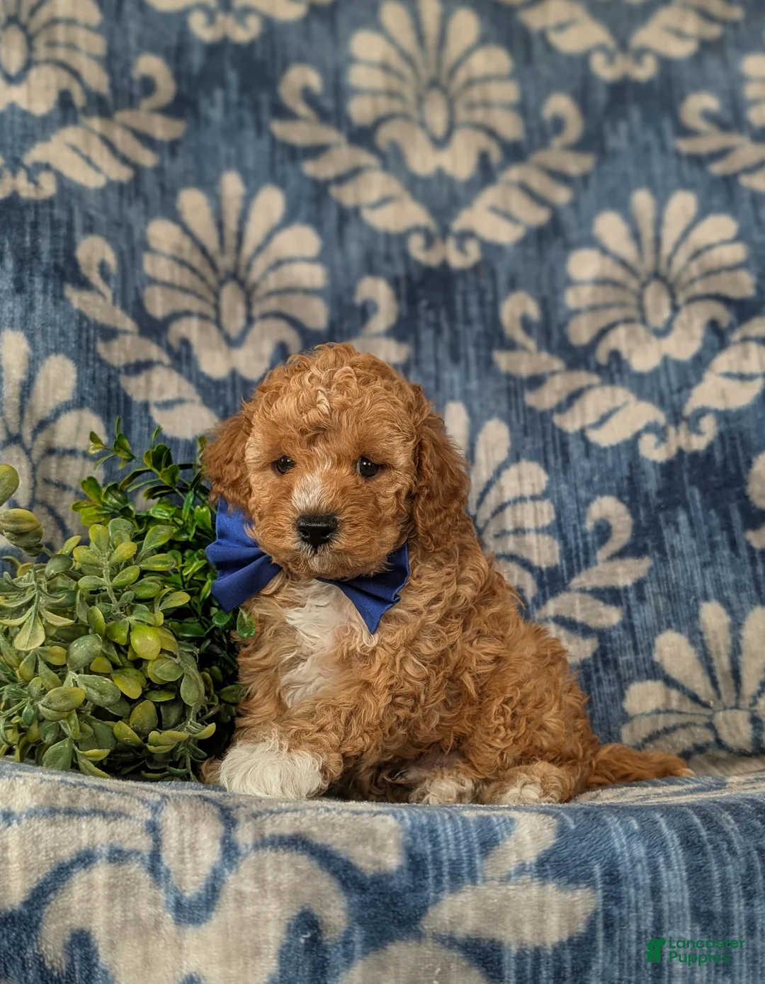 Cavapoo dogs for sale: Fabian - Ad 4