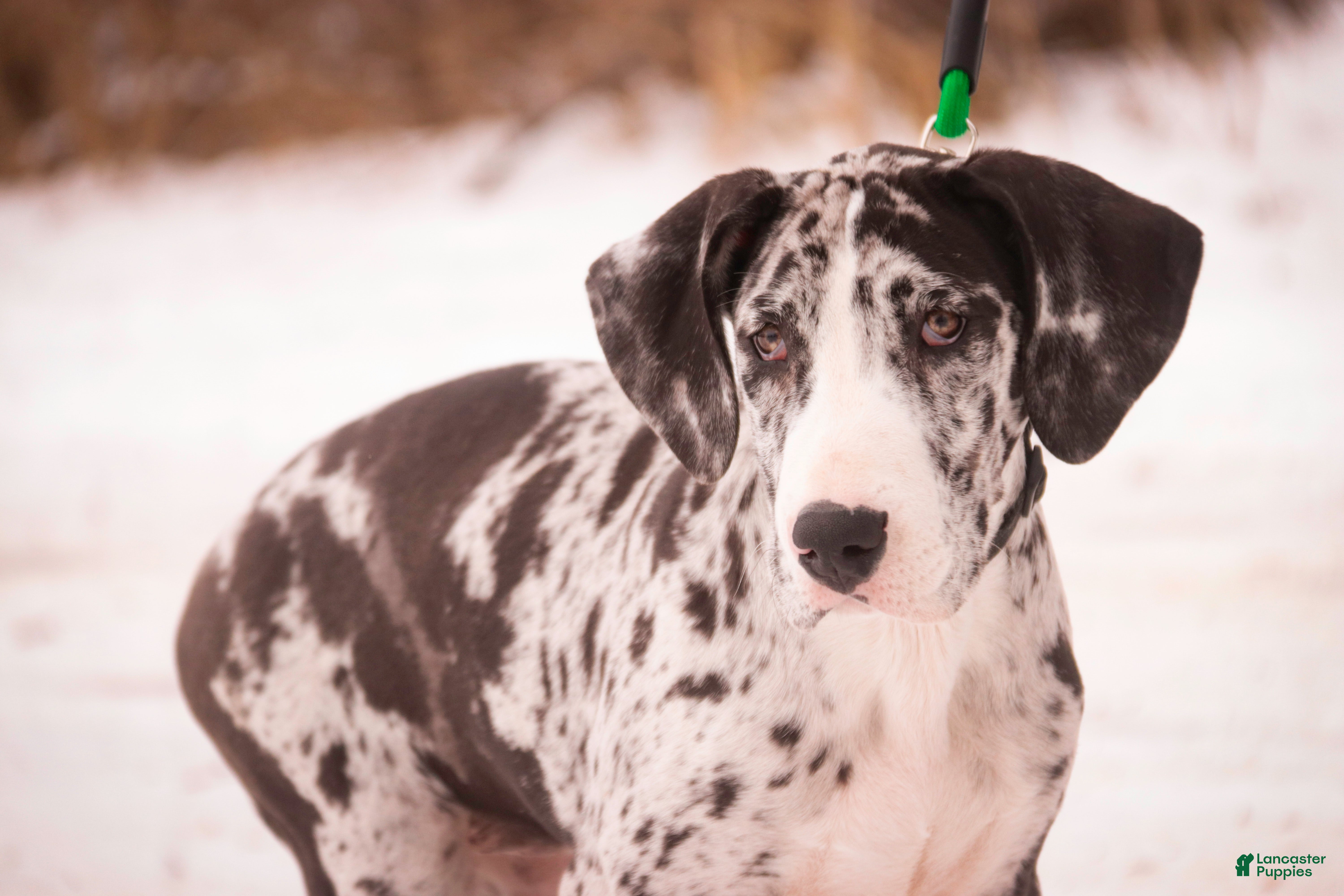 Great Dane dogs Lorelai - Ad 2