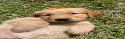 Golden Retriever dogs for sale: Golden Retriever 3 - Ad 13