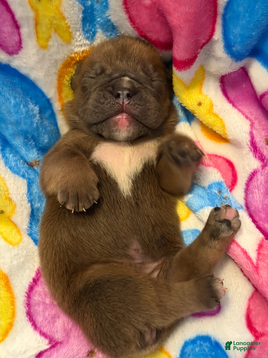 English Bulldog dogs for sale: English Bulldog Puppy 5 - Ad 2