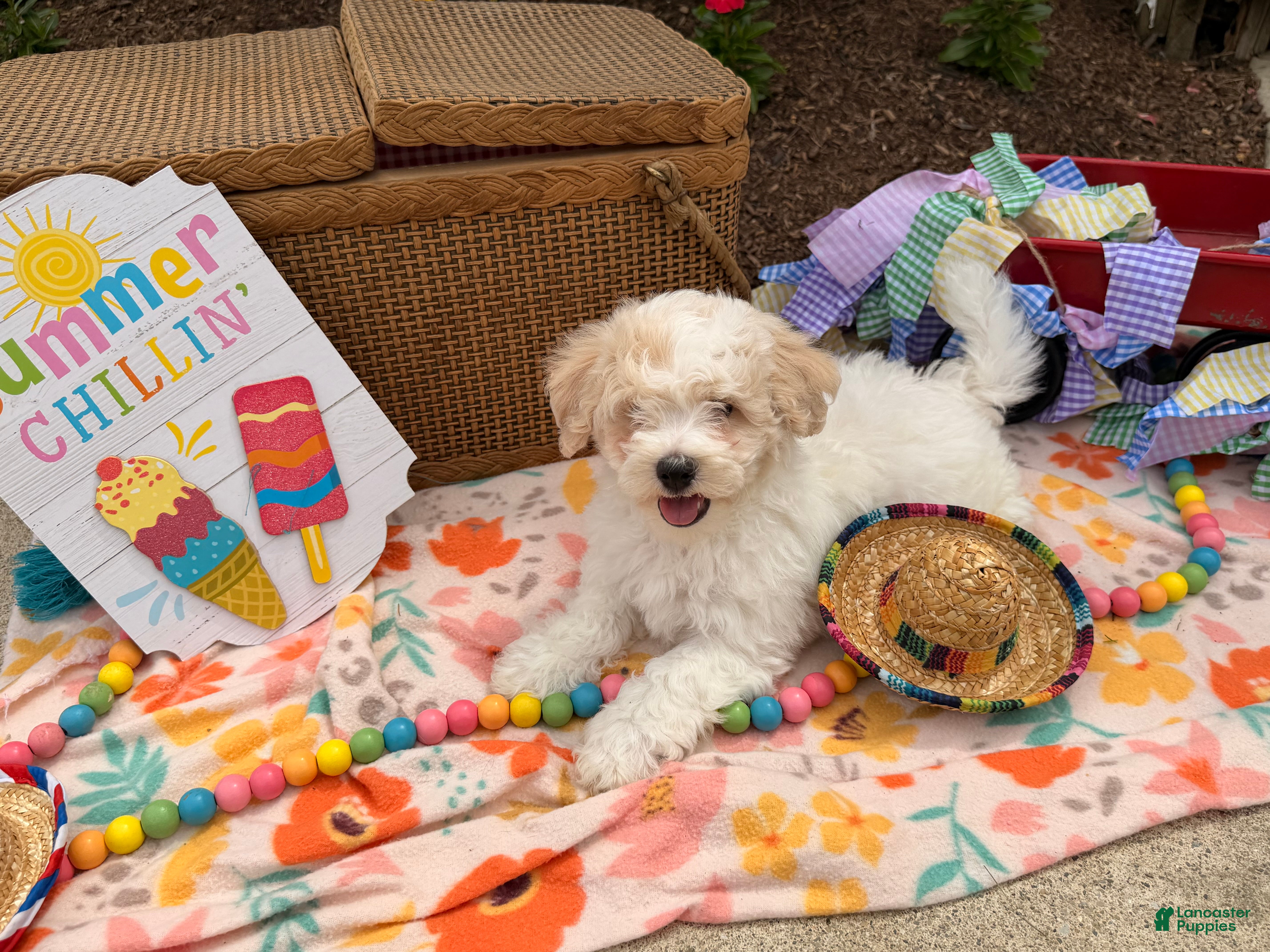 Bichpoo dogs Steve  - Ad 2
