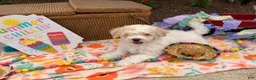 Bichpoo dogs for sale: Steve  - Ad 2