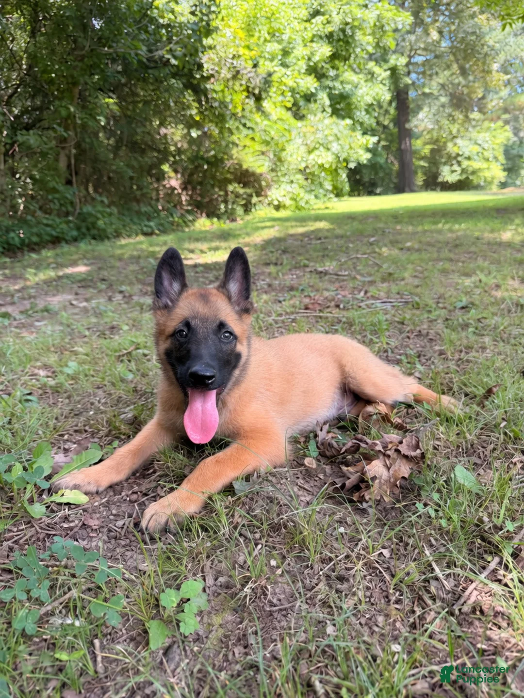 Belgian Malinois dogs for sale: Charlie - Ad 1