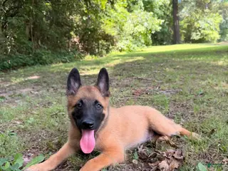 Belgian Malinois dogs Charlie - Ad 3