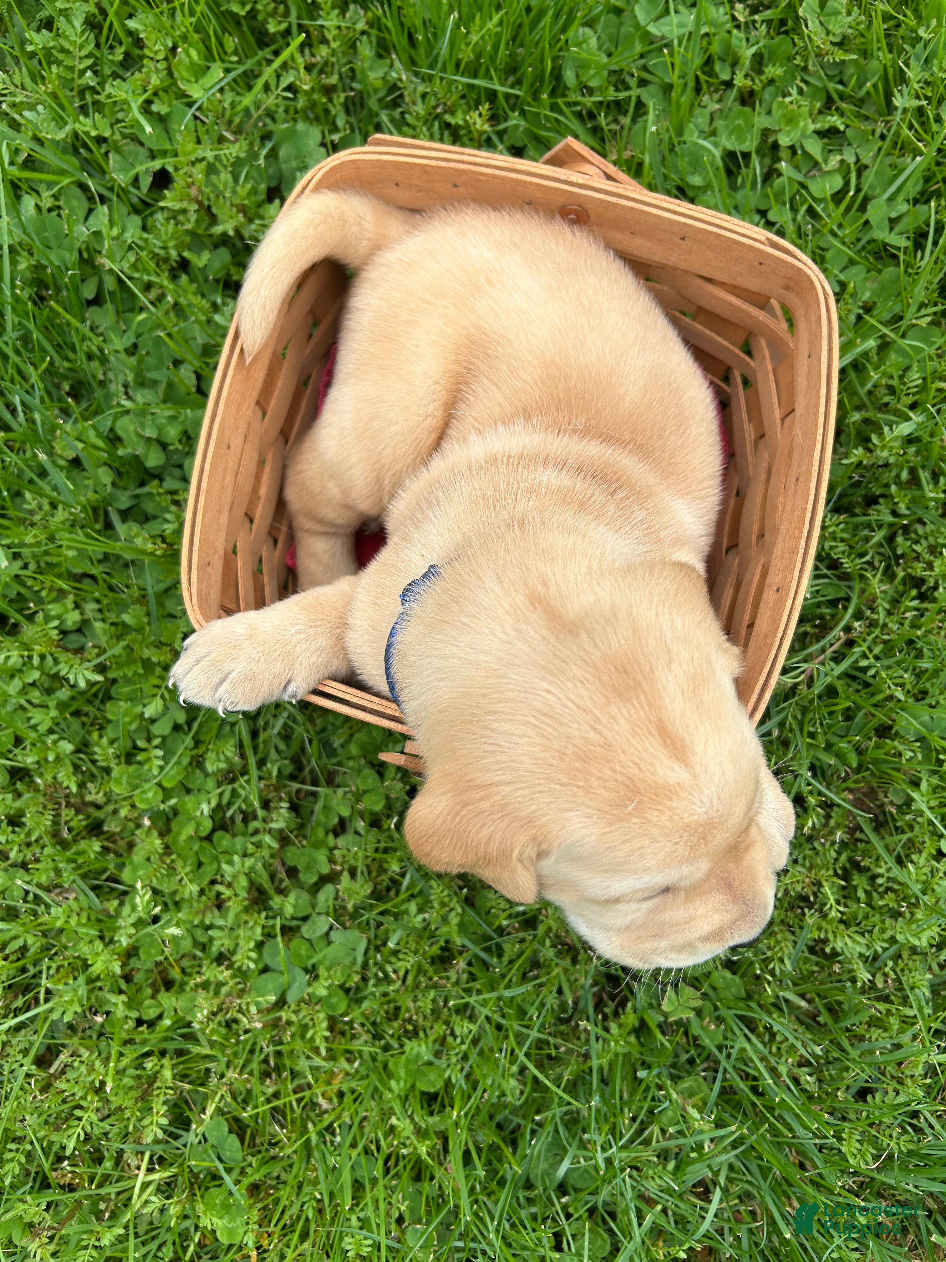 Labrador Retriever dogs Herbert Hoover - Blue - Ad 2
