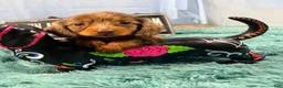 Miniature Dachshund dogs for sale: Champion bred lh female import dapple - Ad 3