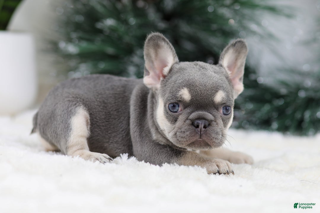 French Bulldog dogs for sale: Harper - Ad 7